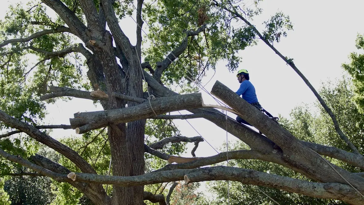 Professional Hazardous Tree Removal performed by certified arborists in Olathe