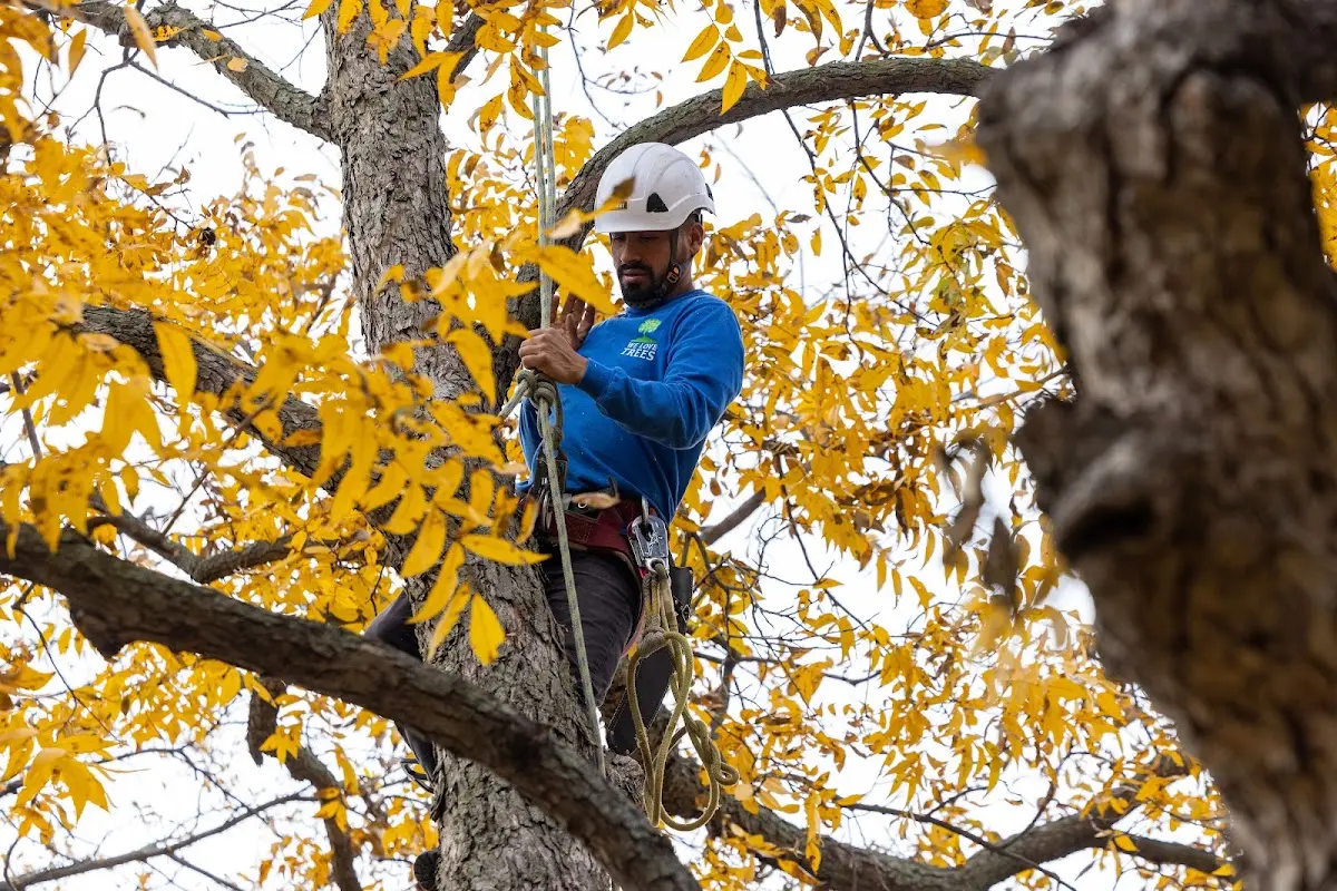 Skilled Tree Transplanting crew working in Olathe